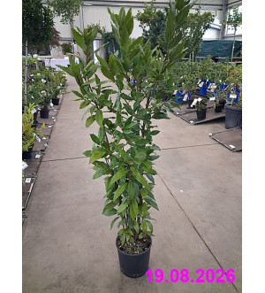 Koření Laurus nobilis C 3 L